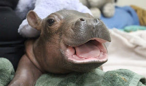 Meet your Posher, Genesio